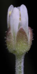 Cardamine bisetosa. Side view of flower.
 Image: P.B. Heenan © Landcare Research 2019 CC BY 3.0 NZ